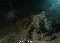 One of the playful octopus on a night dive, Sony by Rachel Parry 